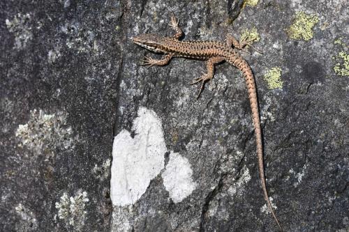 Lézard des murailles