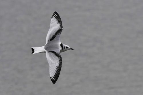 Mouette tridactyle (1ère année)