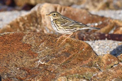 Pipit farlouse