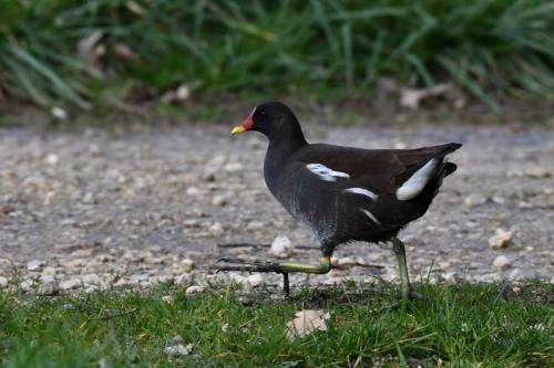 Poule d'eau