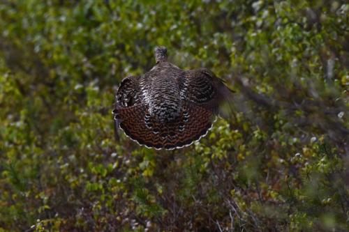 Grand tétras, femelle