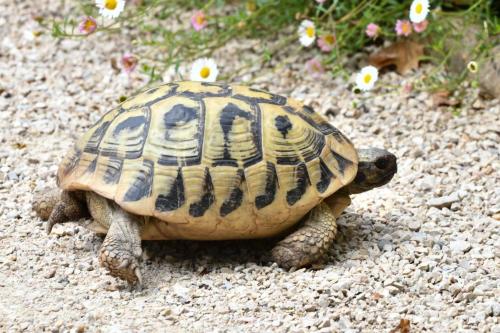 Tortue d'Hermann