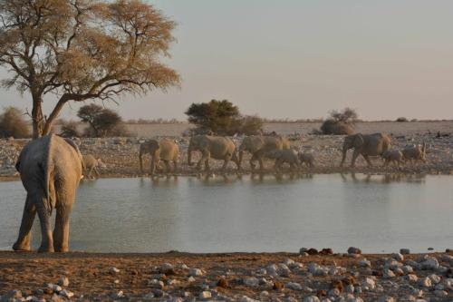 Elephants de savane