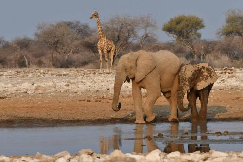 Eléphants de savane et girafe