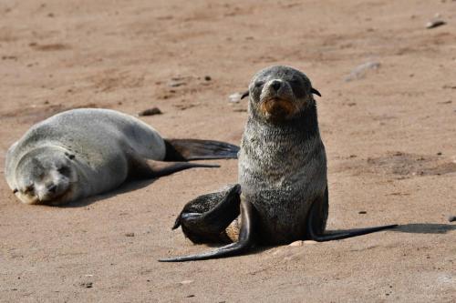 Otaries à fourrure d'Afrique du Sud