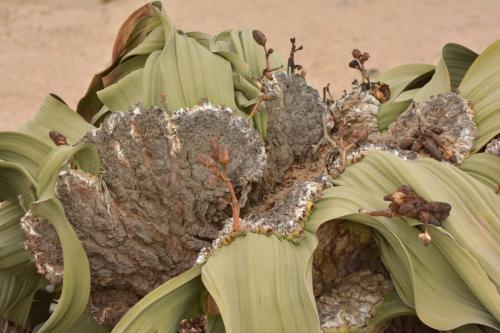 Welwitschia mirabilis