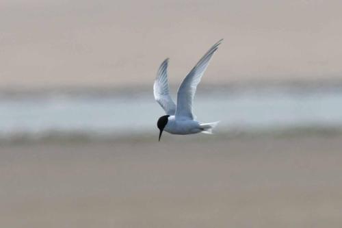 Sterne des baleiniers