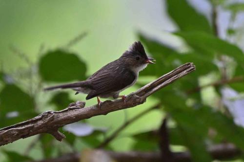 Yuhina à tête marron