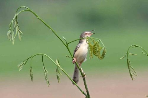 Prinia simple