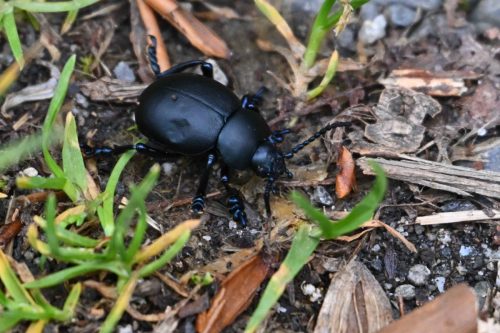 Crache-sang (Timarcha tenebricosa)