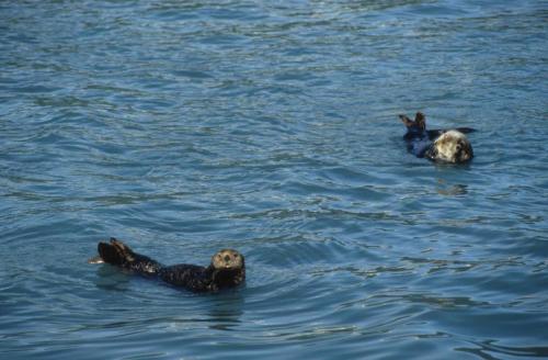 Loutres de mer
