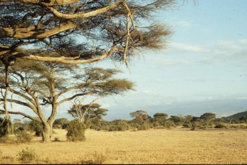 Kenya - Réserve d'Amboselli