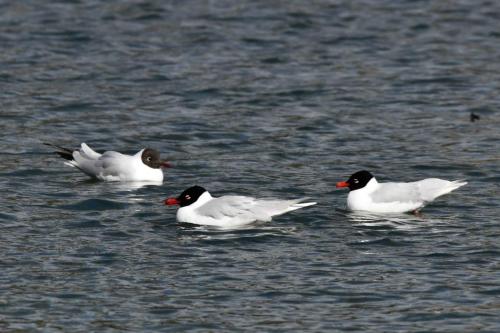 Mouettes mélanocéphales et mouette rieuse
