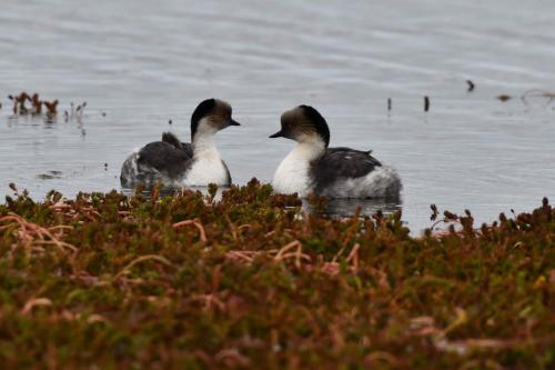 Grèbes aux belles joues