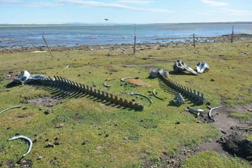 Squelettes de globicéphales