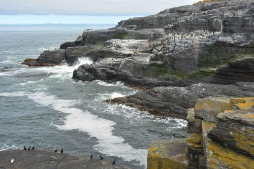 Sur la falaise en face, colonie de Gorfous sauteurs