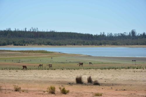 Lago penuelas, Guanacos