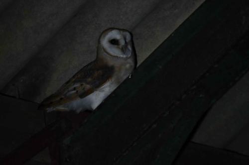 Chouette effraie