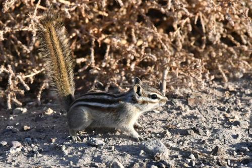 Least Chipmunk