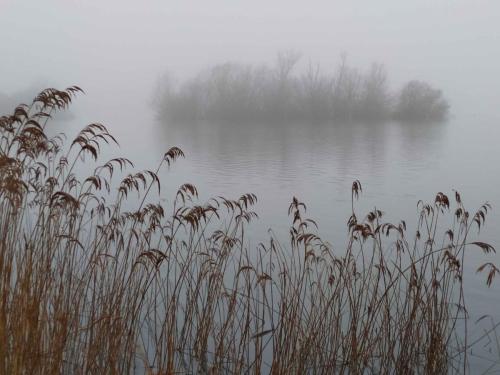 Brouillard étang de Saint-Quentin en Yvelines 31 janvier 2021