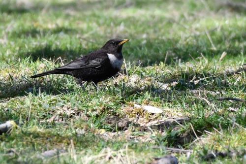 Merle à plastron (mâle)