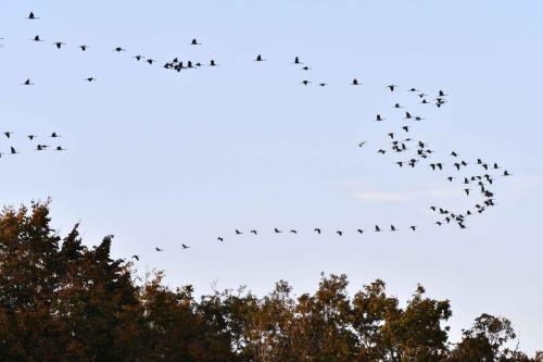 Retour des grues sur le lac