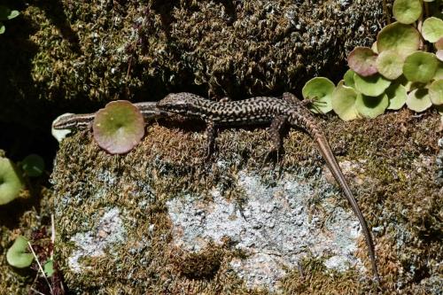 Lézard des murailles