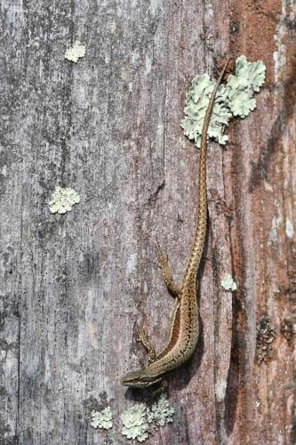 Lézard des murailles