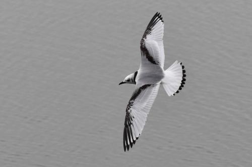Mouette tridactyle (1ère année)