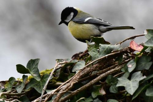 Mésange charbonnière