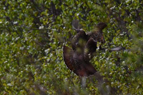 Grand tétras, femelle