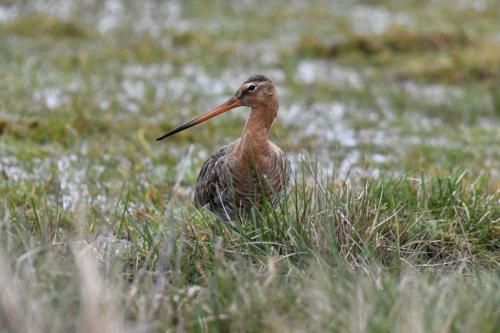 Barge à queue noire