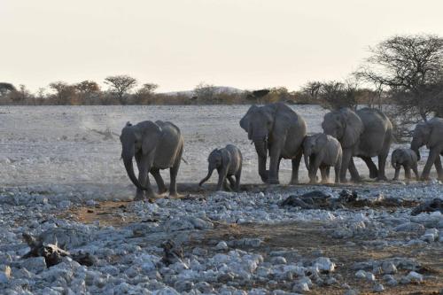 Elephants de savane