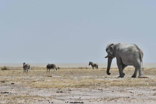 Eléphant de savane