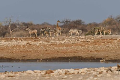 Girafe et zèbres de Burchell