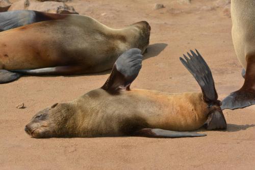 Otaries à fourrure d'Afrique du Sud