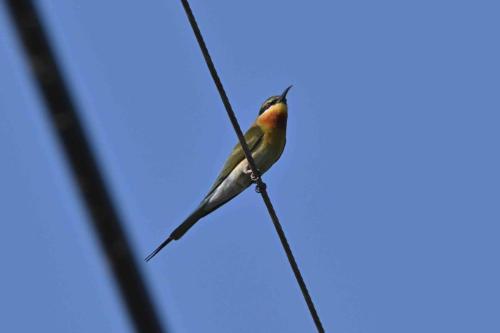 Guêpier à queue d'azur