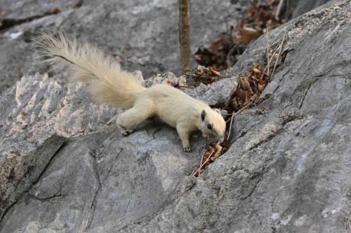 Ecureuil de Finlayson