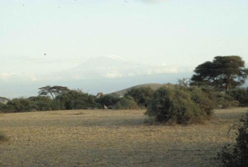 Kenya - Réserve d'Amboselli