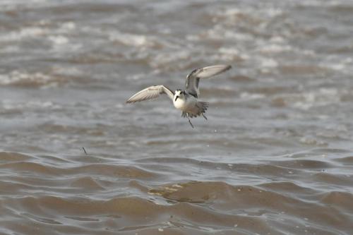 Phalarope à bec large