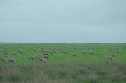 Pour le moment, l'Australie méridionale est trés plate, avec soit de l'élevage soit des plantations de pins. 