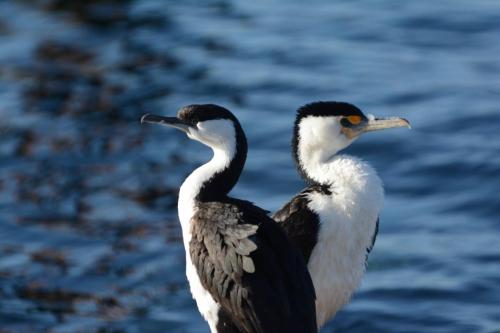 Cormoran de Tasmanie et Cormoran varié