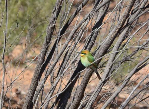 Guêpier arc-en-ciel