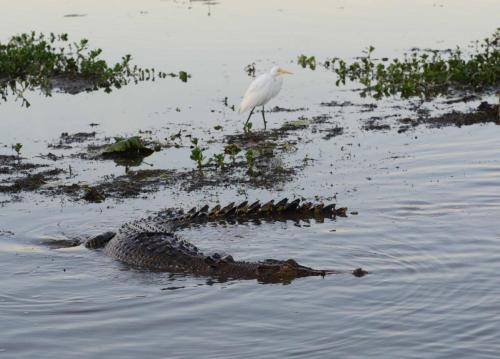 Crocodile et Héron intermédiaire