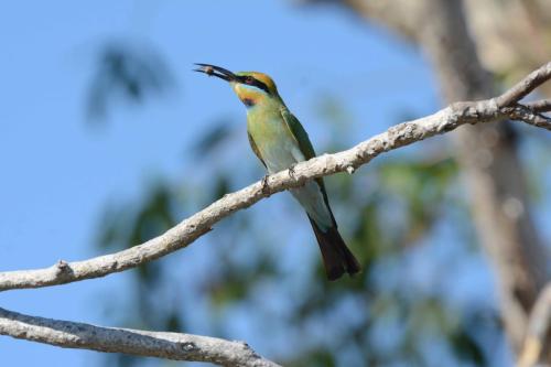 Guêpier arc-en-ciel
