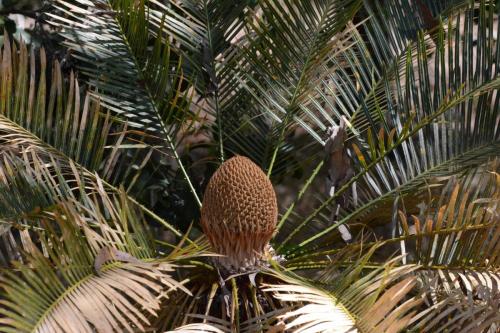 Fleur mâle du Cycad