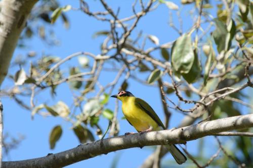 Sphécothère de Vieillot