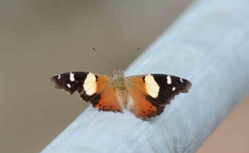 Yellow admiral