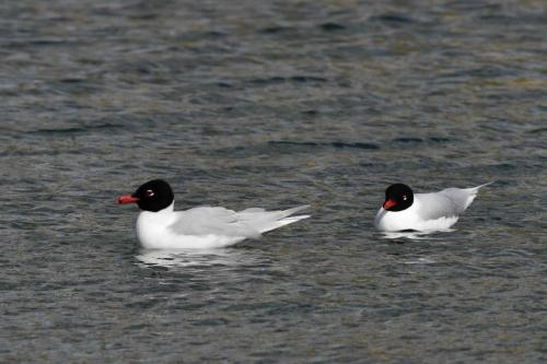 Mouettes mélanocéphales