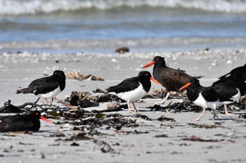 Huîtriers de Garnot et Huîtrier noir